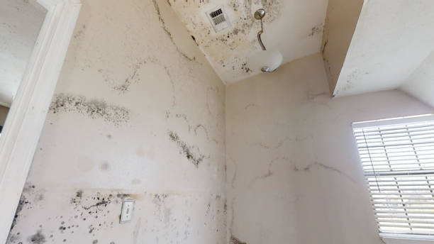 Mold Documentation for Insurance Claims in Cornish, ME