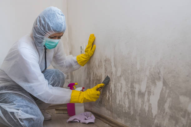 Best Commercial Mold Inspection  in Cornish, ME