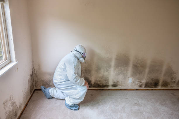 Best Mold Odor Removal Services  in Cornish, ME